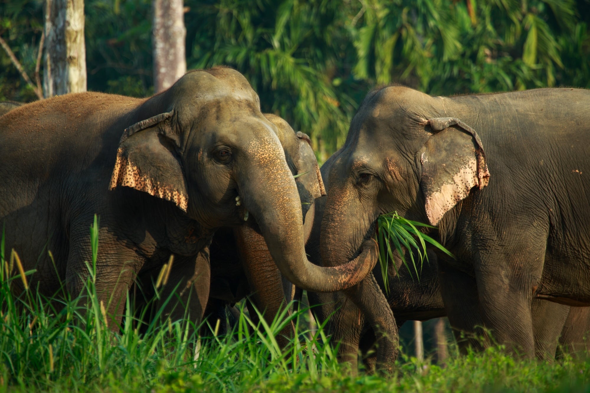 Elephant