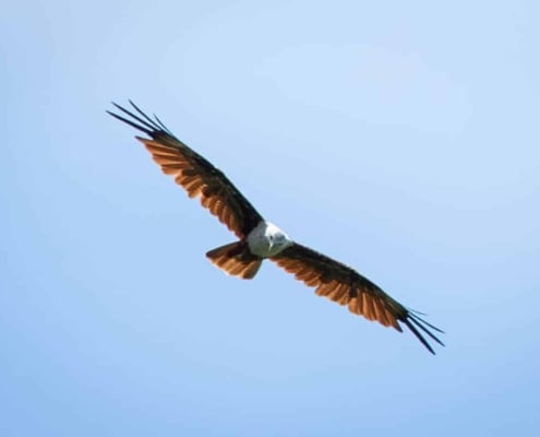 TLC Eagle